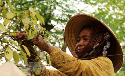 Việt Nam vẫn là quốc gia xuất khẩu hồ tiêu lớn nhất thế giới