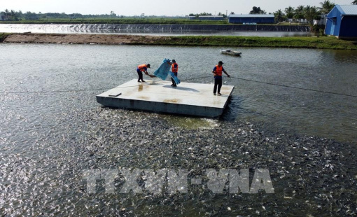 Phát triển kinh tế ĐBSCL: Dư địa lớn cho ngành thủy sản