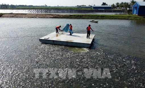 Phát triển kinh tế ĐBSCL: Dư địa lớn cho ngành thủy sản