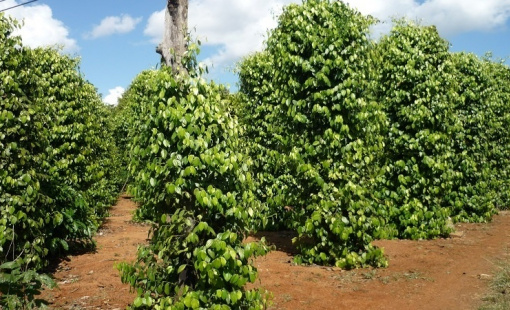 Hồ tiêu Việt Nam trở lại nhóm ngành hàng đạt kim ngạch xuất khẩu "tỷ đô"