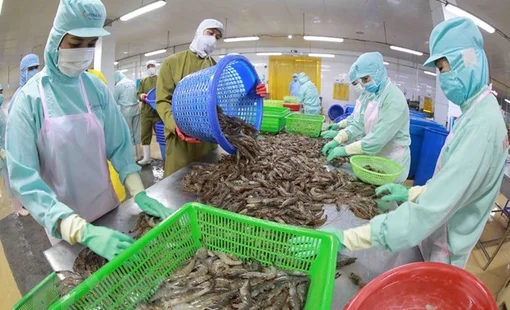 Tôm Việt bền bỉ giữ thị trường trong một năm đầy khó khăn, biến động