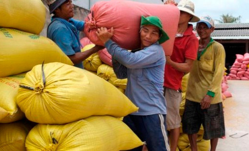 Nhà máy lúa gạo nghỉ Tết dương, lúa gạo giao dịch chậm