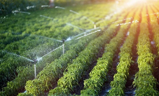 Xuất hiện hình thức đầu tư lạ: Môi giới chào mua BĐS trồng sầu riêng, người mua không phải làm gì, 7 năm đã hoàn vốn