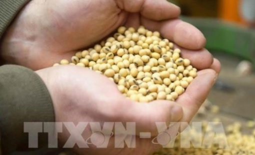 Giá đậu tương khép lại một năm tăng mạnh