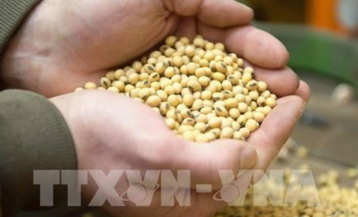 Giá đậu tương khép lại một năm tăng mạnh