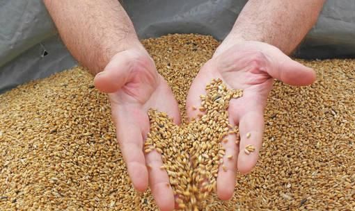 Chuyên gia cảnh báo nguồn cung lúa mỳ cho thế giới chỉ còn đủ 10 tuần
