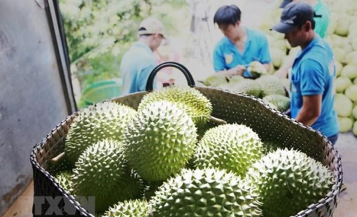 Xuất khẩu sầu riêng đi Trung Quốc: Cửa đã mở nhưng vẫn phải tính xa