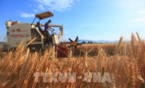 Thế giới cần phá thế độc quyền trong hệ thống lương thực toàn cầu