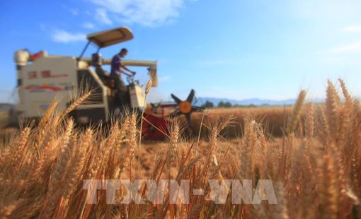 Thế giới cần phá thế độc quyền trong hệ thống lương thực toàn cầu