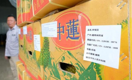 Sầu riêng nghịch vụ Lâm Đồng chinh phục thị trường Trung Quốc