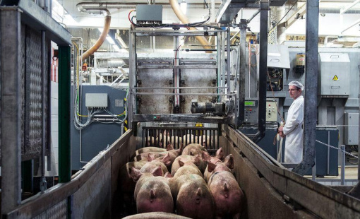 Hàn Quốc gỡ bỏ hạn chế thương mại với thịt lợn và gia cầm của EU