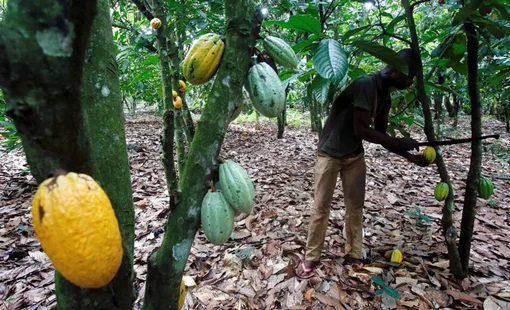Khai thác vàng ở Ghana đe dọa ngành công nghiệp socola của Thụy Sỹ