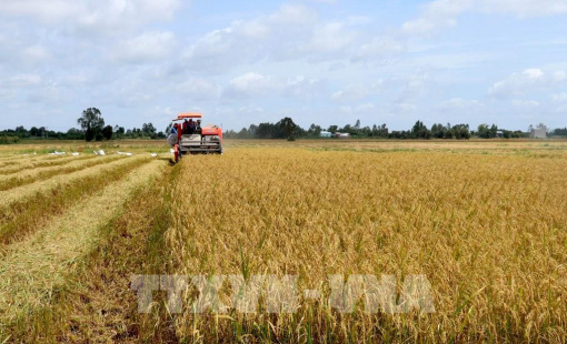 Giá xuất khẩu gạo cao nhất kể từ giữa tháng 7