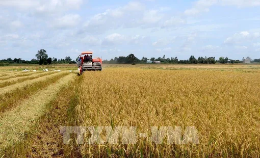 Giá xuất khẩu gạo cao nhất kể từ giữa tháng 7