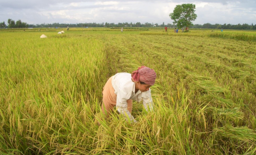 Xuất khẩu gạo cấp trung bình và cấp thấp, cái “bẫy” cần cảnh giác