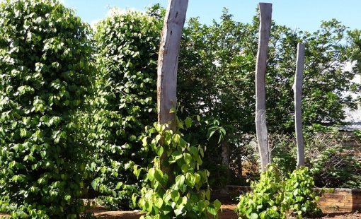 Ngành hồ tiêu vẫn chưa thể quay lại nhóm ngành 1 tỷ USD sau 6 năm vắng bóng