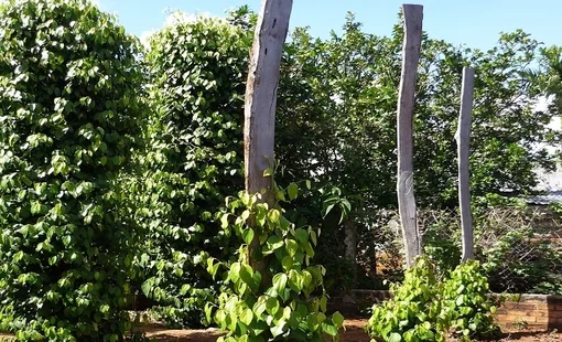 Ngành hồ tiêu vẫn chưa thể quay lại nhóm ngành 1 tỷ USD sau 6 năm vắng bóng