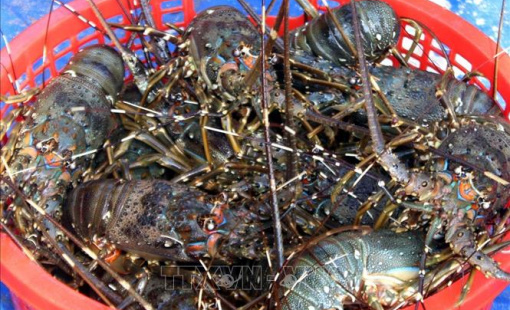 Khánh Hòa xuất khẩu hàng trăm tấn tôm hùm mỗi ngày