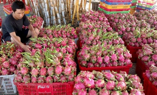 Ngành rau quả hướng mục tiêu xuất khẩu 4 tỷ USD, giá dần tăng bởi thị trường Trung Quốc