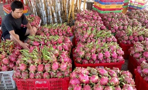 Ngành rau quả hướng mục tiêu xuất khẩu 4 tỷ USD, giá dần tăng bởi thị trường Trung Quốc