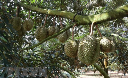 Giáp Tết Nguyên đán, sầu riêng đột ngột "sốt giá" cao kỷ lục