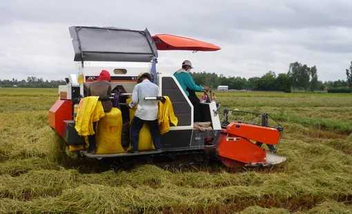 Nhu cầu cao gạo nội địa tăng, nguồn cung hạn chế đẩy giá lúa lên cao