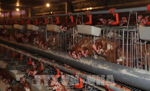 Kỳ vọng mới cho doanh nghiệp chăn nuôi