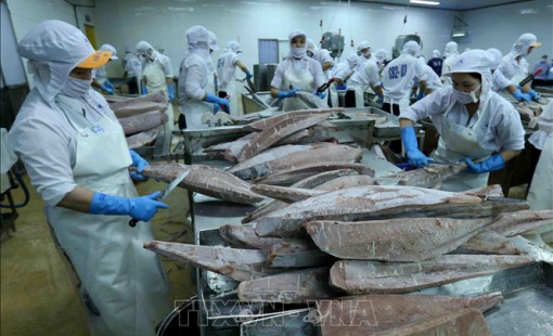 Lần đầu tiên cá ngừ trở thành ngành hàng giá trị tỷ USD