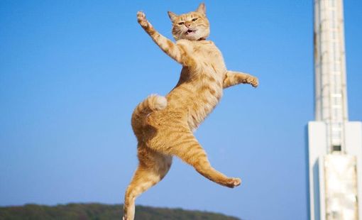 Giải mã hiện tượng “Cú nảy con mèo chết” trong đầu tư chứng khoán