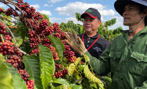 Ngành cà phê tính toán vượt khó, nâng tỷ trọng chế biến sâu