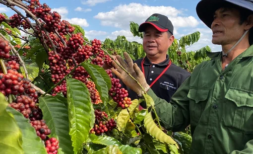 Ngành cà phê tính toán vượt khó, nâng tỷ trọng chế biến sâu