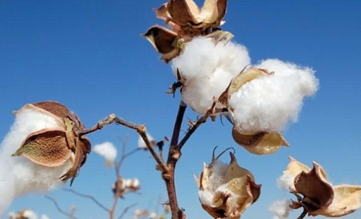 Thị trường bông tăng giá có tác động gì đến dệt may Việt Nam ?