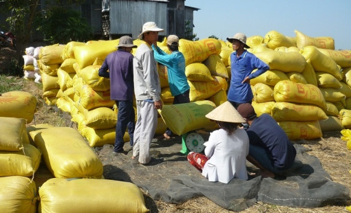 Giá lúa gạo xuất khẩu đang quay lại chu kỳ tăng mới?