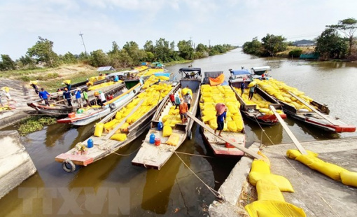 Sóc Trăng: Nông dân thu hoạch lúa Đông Xuân được mùa, trúng giá