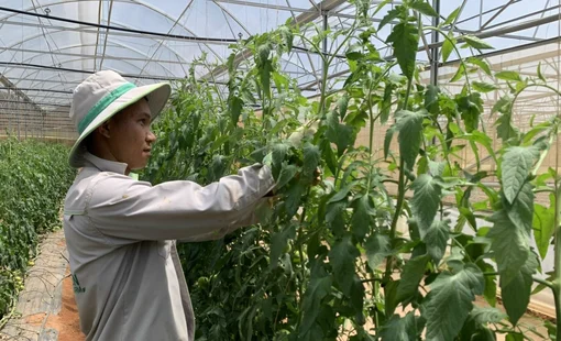 Đảm bảo cung ứng hàng hóa dồi dào trong dịp Tết Nguyên đán 2023