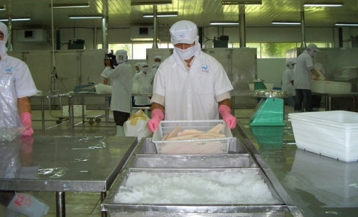 Cá tra xuất khẩu và nốt trầm chế biến sâu
