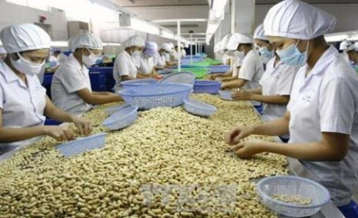 Chính thức chấm dứt 10 năm tăng trưởng xuất khẩu của ngành điều