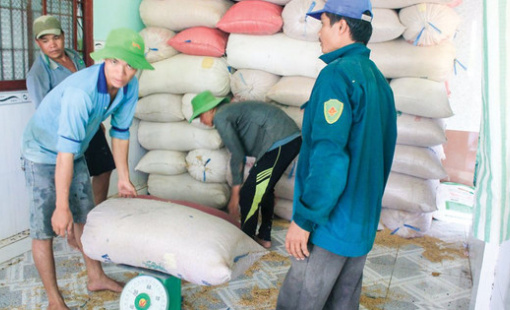 Thị trường lúa gạo trái ngược với dự đoán, giá liên tục tăng cao do không đủ nguồn cung