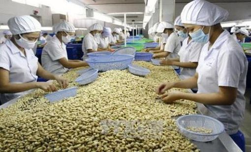 Xuất khẩu hạt điều có khả năng vượt mục tiêu 3,1 tỷ USD