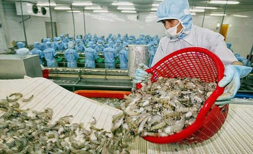 Xuất khẩu tôm đi Mỹ và Trung Quốc kỳ vọng khả quan 2 tháng cuối năm