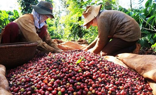 Giá liên tục tăng vào neo ở mức cao, người dân trồng cà phê trúng đậm