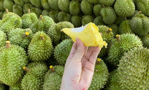 Diện tích trồng mới sầu riêng ở Việt Nam tăng mạnh, Thái Lan lo