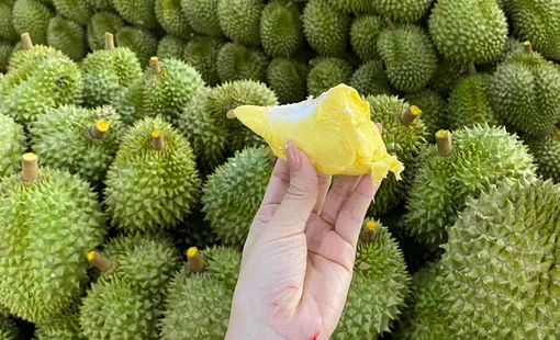 Diện tích trồng mới sầu riêng ở Việt Nam tăng mạnh, Thái Lan lo