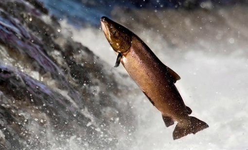 Nhóm cổ phiếu nào thường tăng khi thị trường giảm và ngược lại?