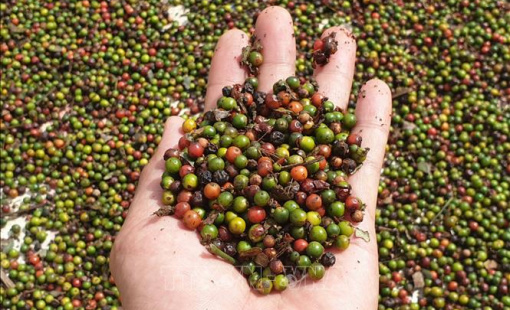 Đề nghị Ấn Độ mở cửa thị trường với nông sản, trái cây tươi của Việt Nam