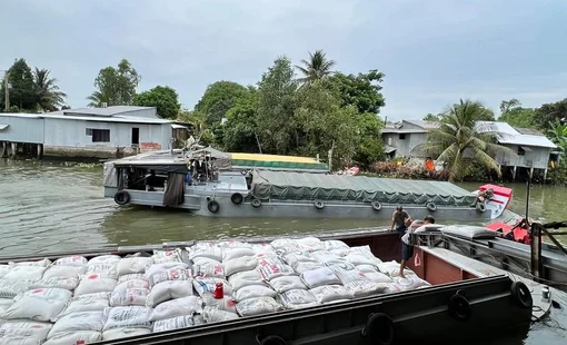 Tại sao giá gạo xuất khẩu lại giảm?