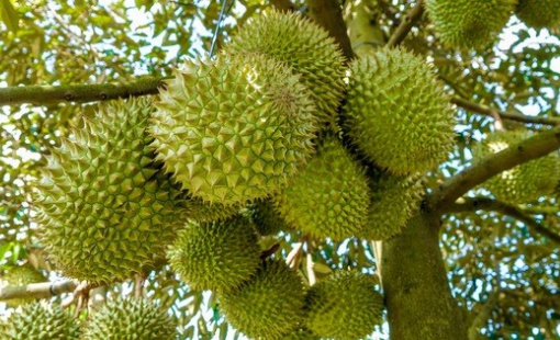 Cảnh báo hậu quả khó lường khi người dân trồng sầu riêng ồ ạt