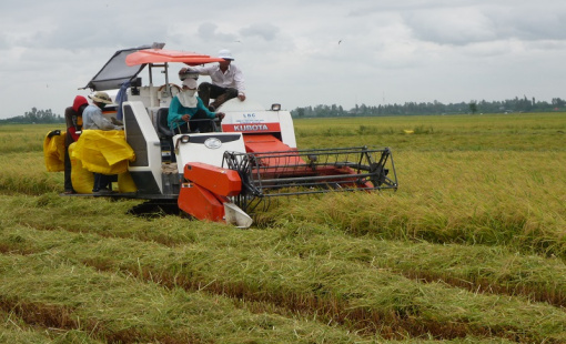 "Ngóng" tín dụng mùa cao điểm thu hoạch lúa gạo Đông Xuân
