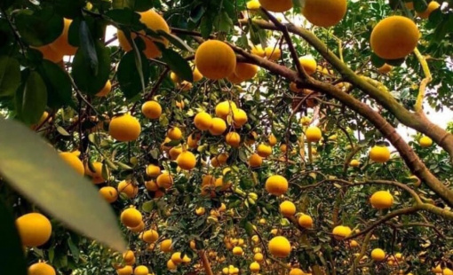Quả bưởi Diễn Việt Nam lần đầu được xuất sang Mỹ