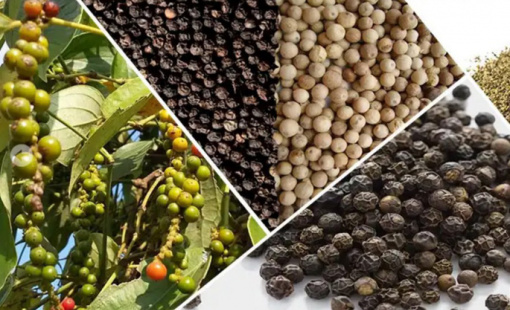 Vượt qua Mỹ, Trung Quốc là khách mua hồ tiêu lớn nhất của Việt Nam